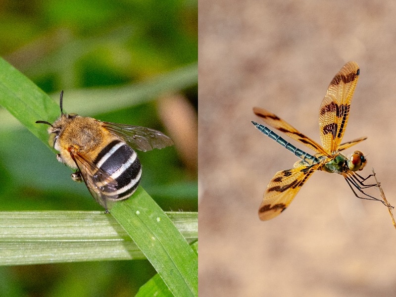 Composite image of an orange bee with black-and-white striped abdomen, and a dragonfly with orange-and-purple wings.