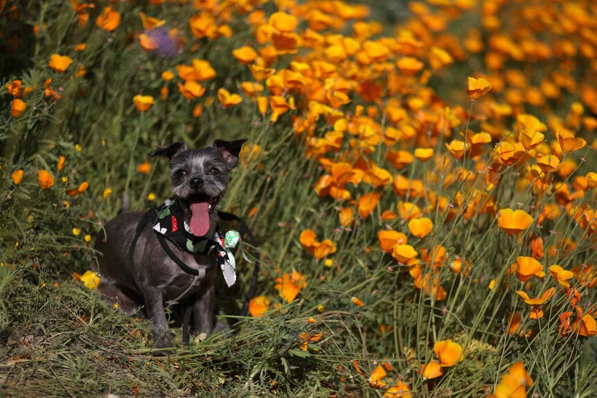 A black dog stands in a massive spring widlflower bloom caused by a wet winter in Lake Elsinore