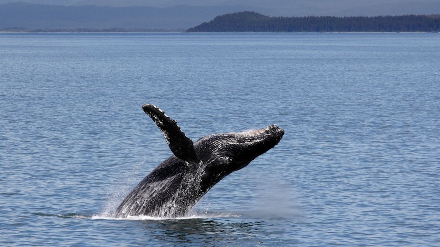 Humpback whale breaching off Icy Straits Point, Alaska in blue sea with snow capped mountains.