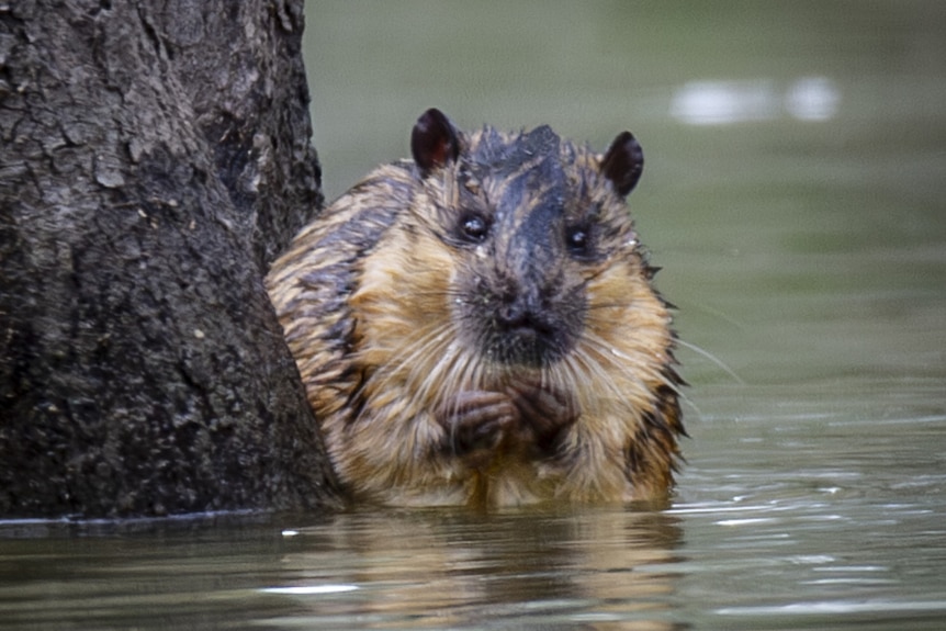 A rat-like species sitting in water beside a tree trunk, its hands near its face