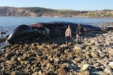 A whale carcass laying on rocks next to the ocean