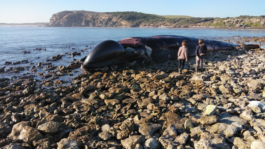 A whale carcass laying on rocks next to the ocean