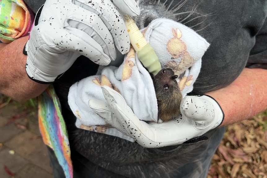 baby flying fox being fed