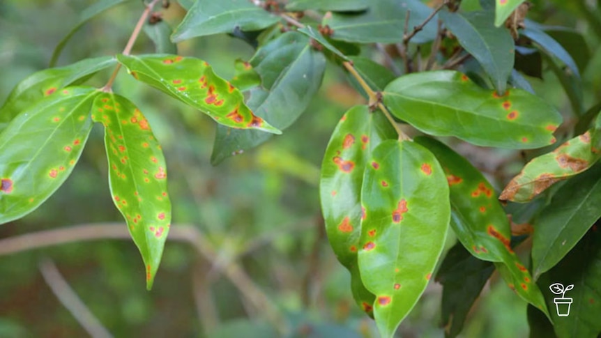 Green leaves covered in rust-coloured spots and patches