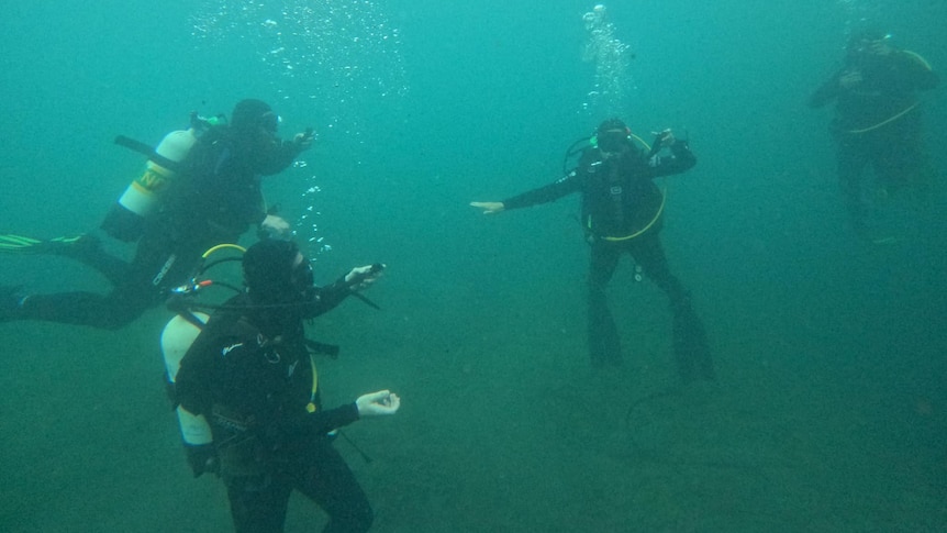 Four scuba divers float in water with medium visibility