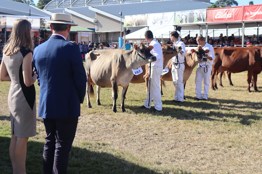 Row of cows being inspected by people in white clothes.