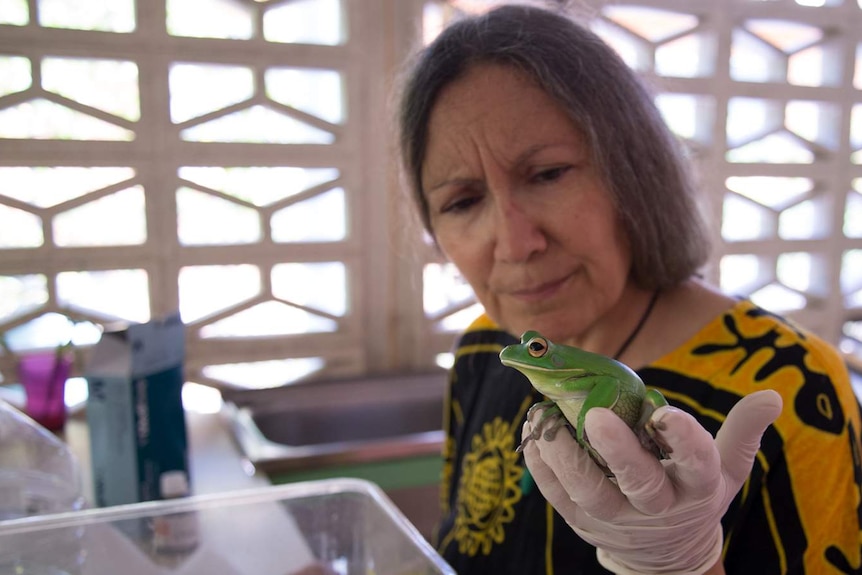 Deborah Pergolotti inspects a white-lipped green tree frog brought to the hospital because of a fungal growth on its eye.