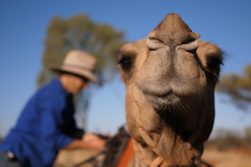 Sophie Matterson blurred in the background loading up her camel for a day on the road with a camel's face in the foreground.