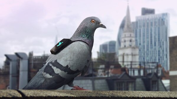 One of the pigeons wearing a backpack that measures air quality.