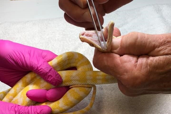 A small bright yellow snake is held coiled in the hands of one person, while another person holds its jaws open with tweezers.