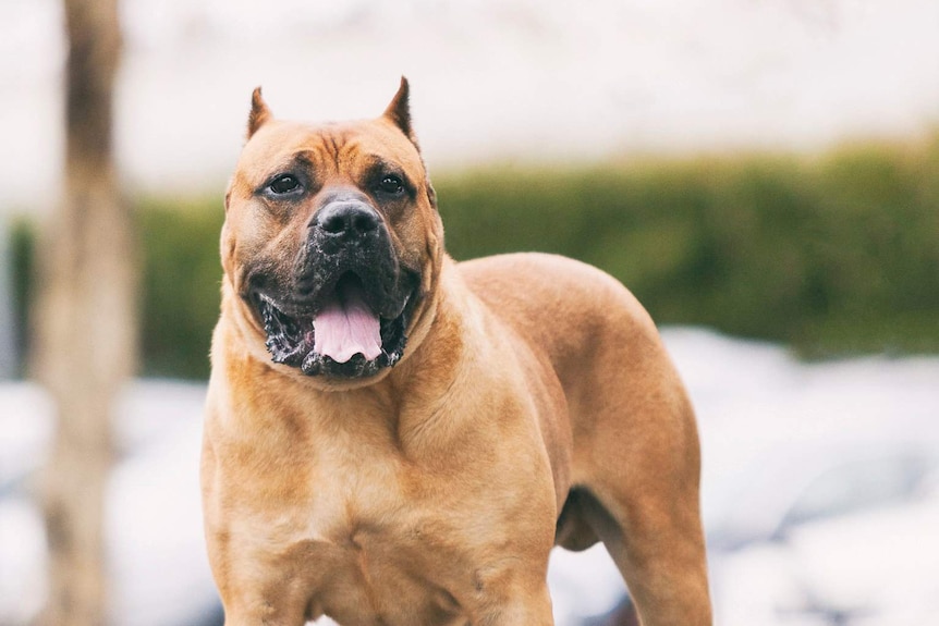 An American Pit Bull stands on the road