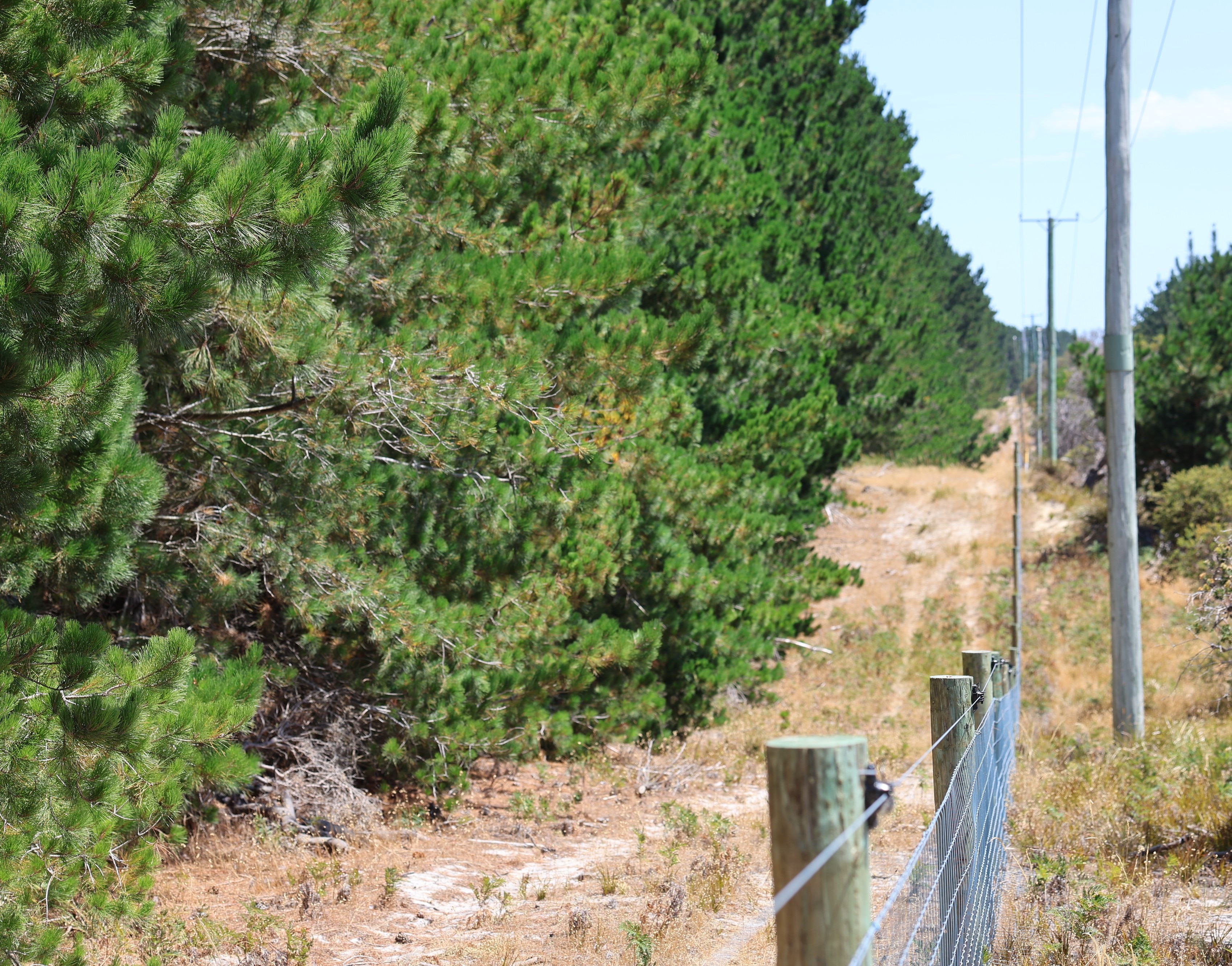 tree species a row of pine trees growing alongside a farm fence