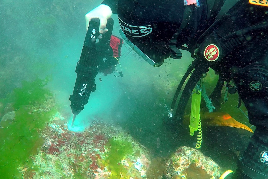 A diver in full wetsuit and headgear uses an underwater drill to put a small hole in a rock at the bottom of the ocean