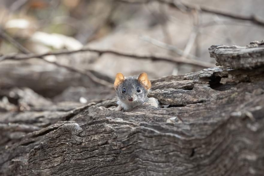 a mardo marsupial hiding in a log