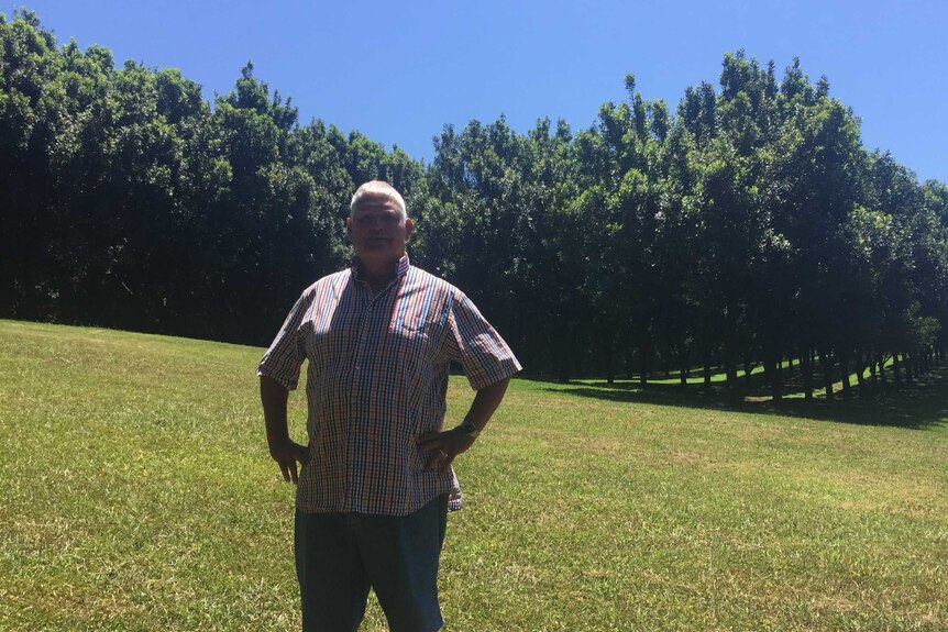 Farmer Rex Harris standing in his macadamia orchard at Bangalow