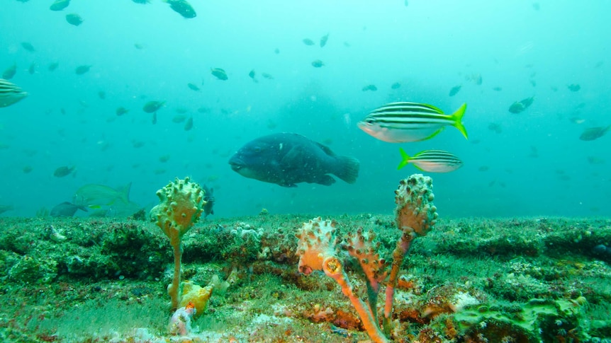 A study has found fish were attracted to the super-saline discharge of the Sydney desalination plant.