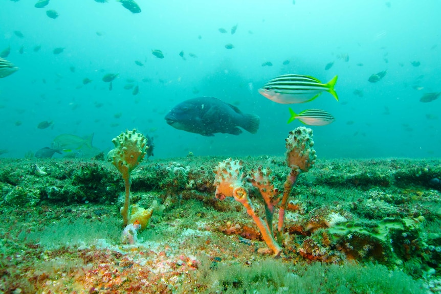 A study has found fish were attracted to the super-saline discharge of the Sydney desalination plant.