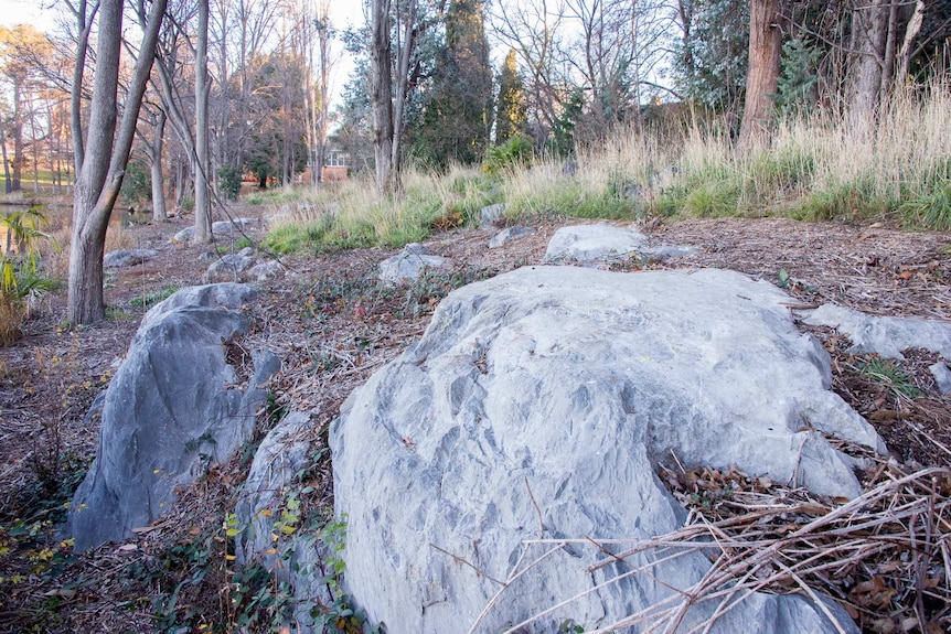 Outcrop of limestone at Acton Peninsula Canberra