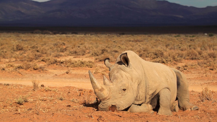 A rhino at the private game reserve of French Damien Vergnaud in South Africa.