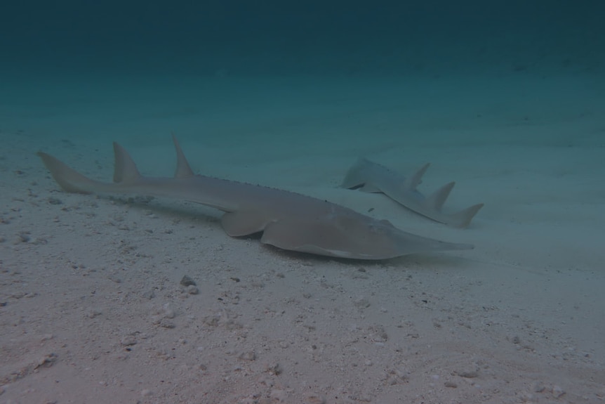 rays on the sea bed.