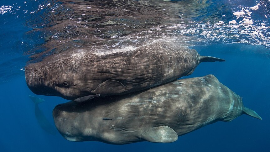 Whales underwater by Matt Curnock