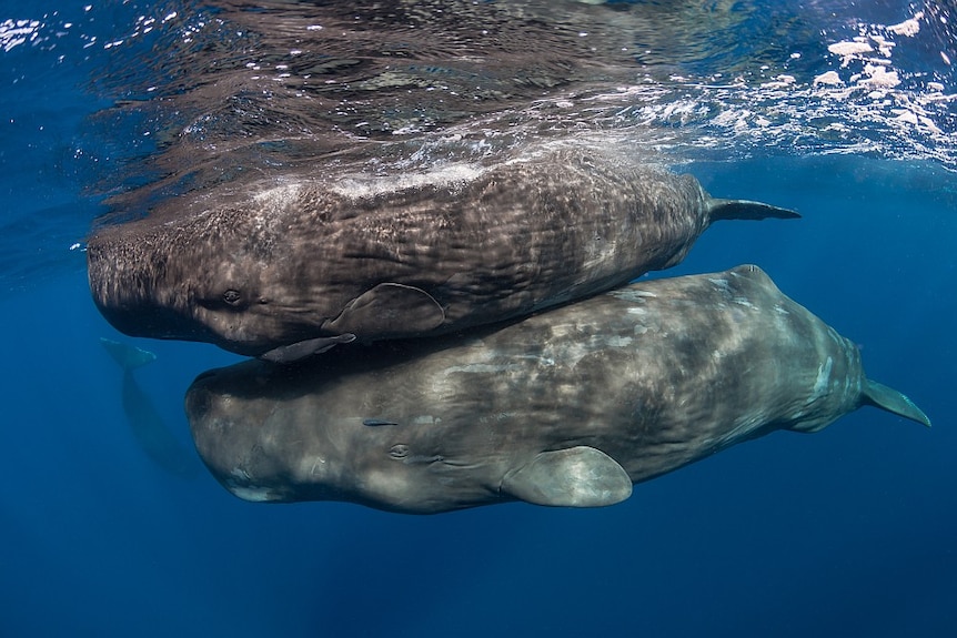 Whales underwater by Matt Curnock