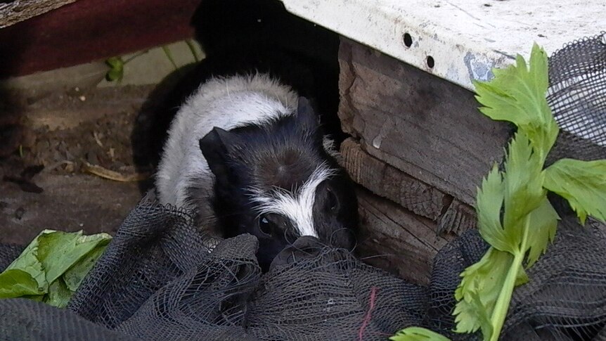 Yarloop guinea pig survival