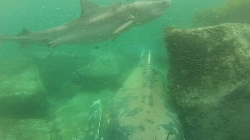 A shark feeding on a whale carcass off the New South Wales south coast.