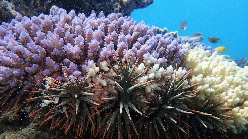 An image of several crown-of-thorns starfish feeding on coral, photographed in the northern Great Barrier Reef
