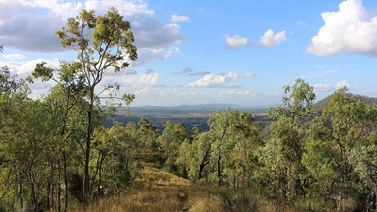 Aroona Estate, Mount Mort,  and its cattle was gifted to the Queensland Trust for Nature.