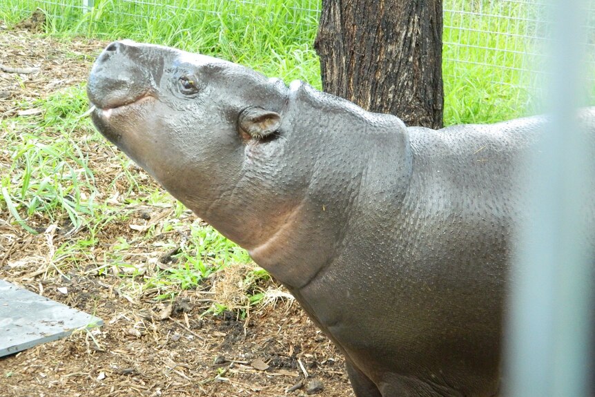 A pygmy hippo at Darling Downs Zoo.