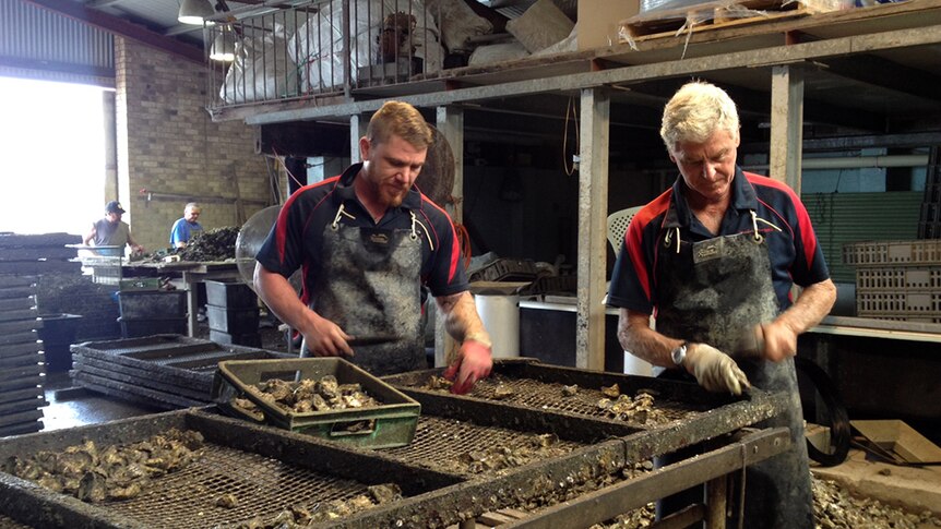 Oyster farmers grade oysters in processing shed at Wallis Lake.