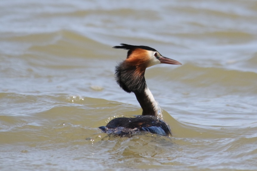  A great crested grebe, with bright orange fluffy neck plumage, swims at the Coorong 