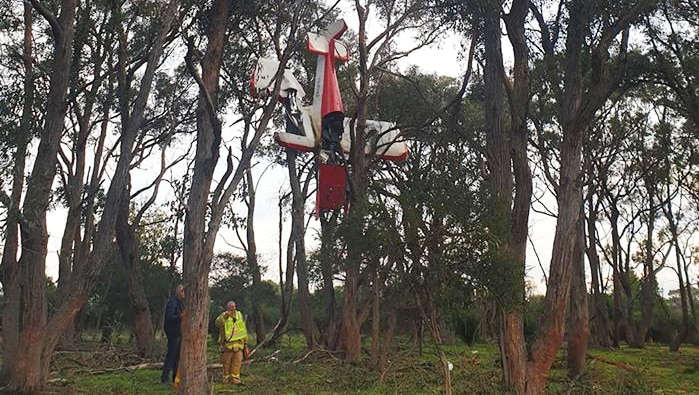 A light plane hanging from eucalyptus trees above the ground.