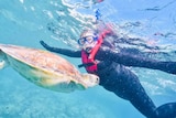 Michelle Di Salvo snorkels with a turtle in the Great Barrier Reef.