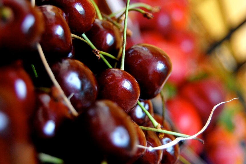 Close up on a pile of cherries.
