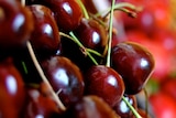 Cherry growers pipped by overseas competitors