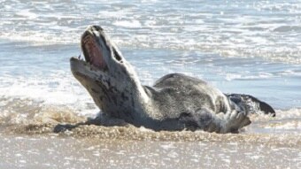 Dead humpback dolphin found on Vainguinim beach in Panaji