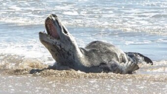 Leopard seal at edge of water with mouth open and teeth clearly visible