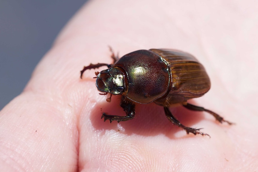 A dung beetle in a human hand