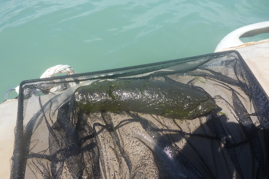 A large green dugong poo in a net on the side of a boat in quiet seas