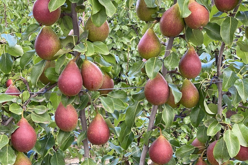 Red-blushed pears handing on a trees in an orchard.