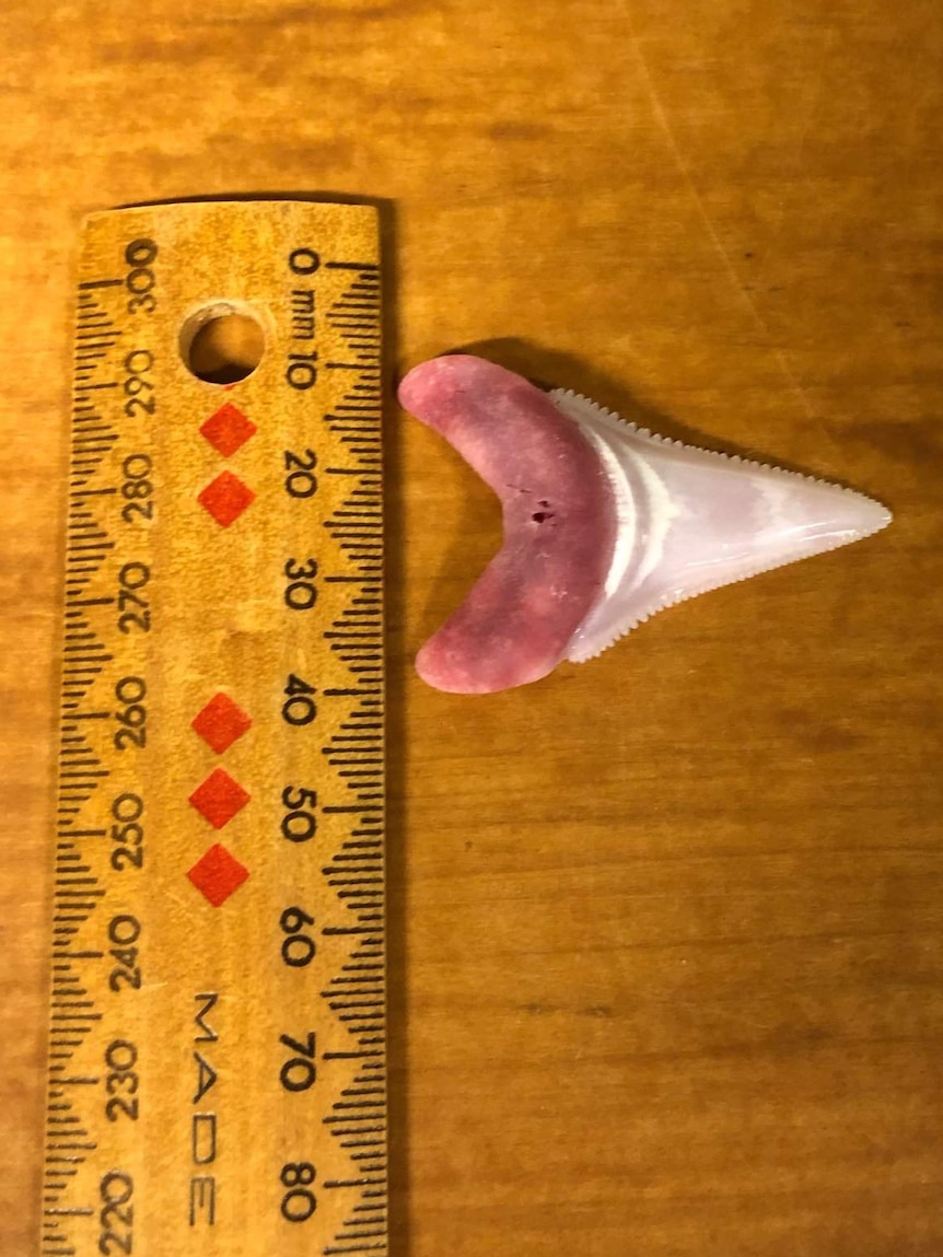 A ruler measures a shark tooth to be about 40 millimetres long.