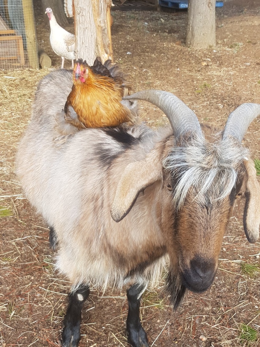 A chicken perches on top of a goat in a farm.