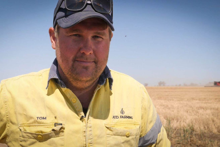 A farmer in a yellow shirt looks at the camera, standing in a wheat paddock with a header in the background