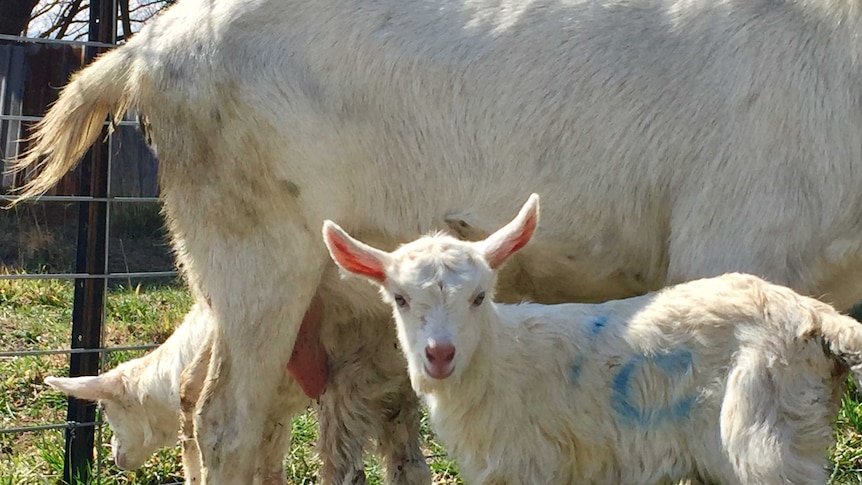 Two baby goats and their mother at the Sunhill dairy goat farm at Uralla in northern New South Wales.