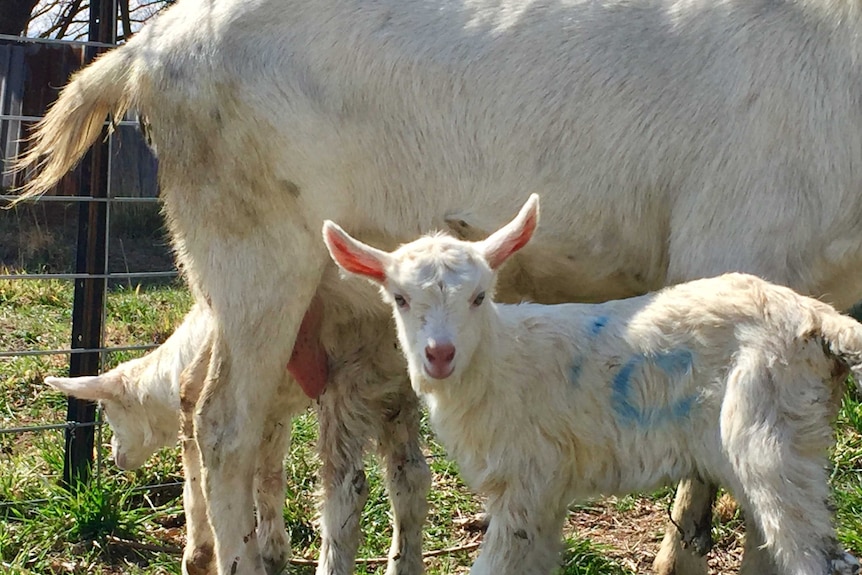 Two baby goats and their mother at the Sunhill dairy goat farm at Uralla in northern New South Wales.