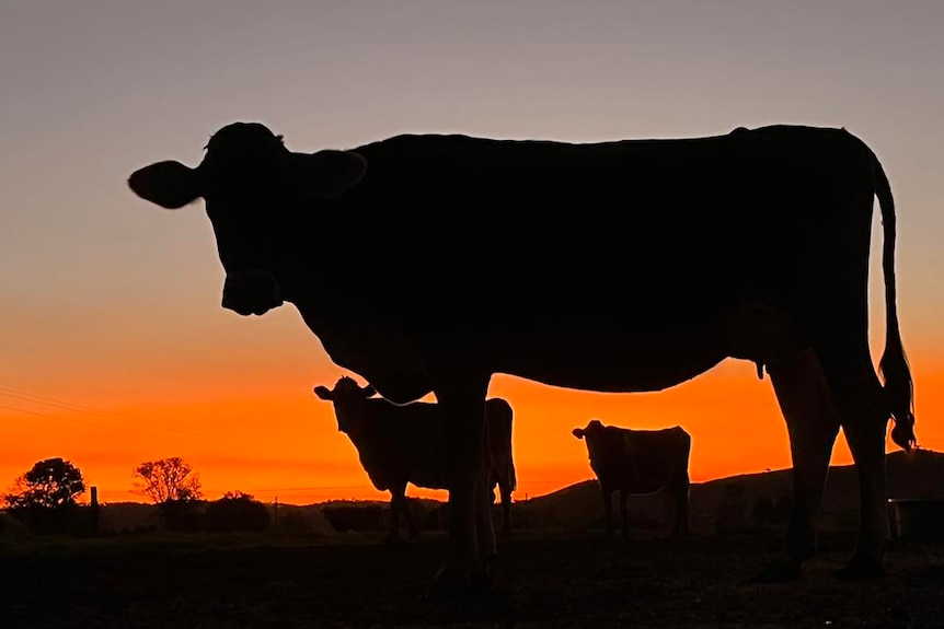 Cows silhouetted at sunset.