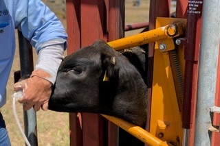 A clear funnel is being held over a cow's nostril