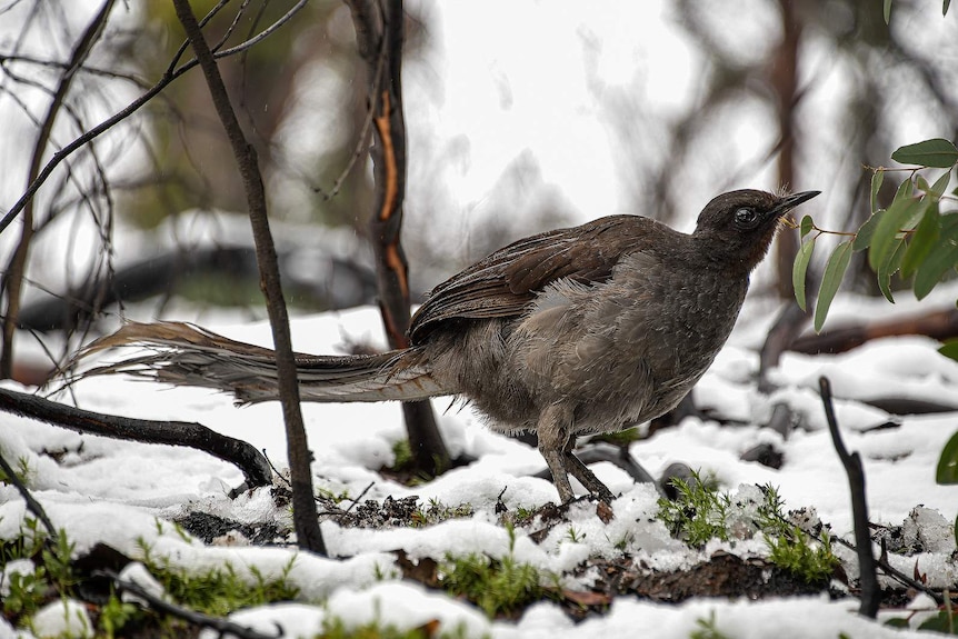 Lyrebird standing on snow-covered ground surrounded by small burnt trees